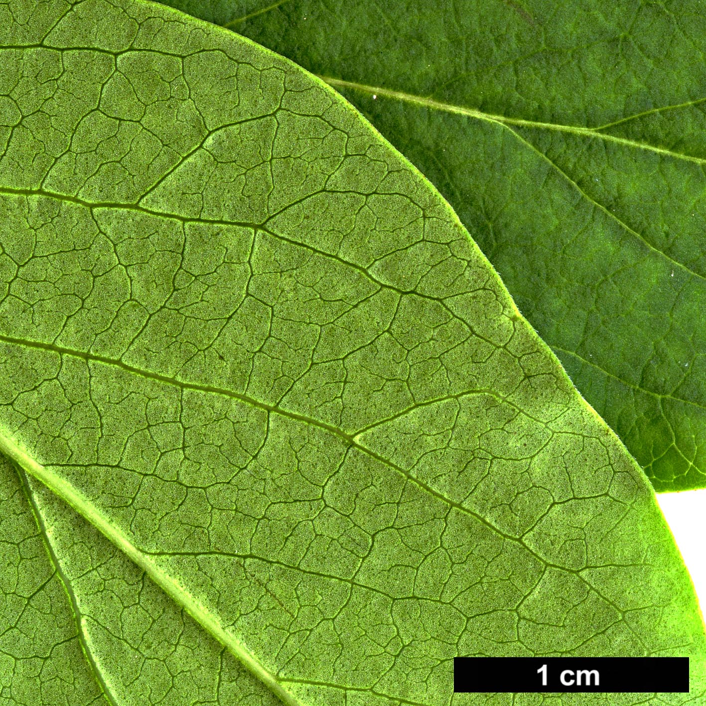 High resolution image: Family: Oleaceae - Genus: Syringa - Taxon: reticulata - SpeciesSub: subsp. pekinensis